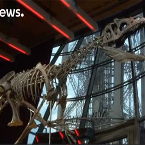 هيكل ديناصور يباع بمليوني يورو في مزاد باريسي