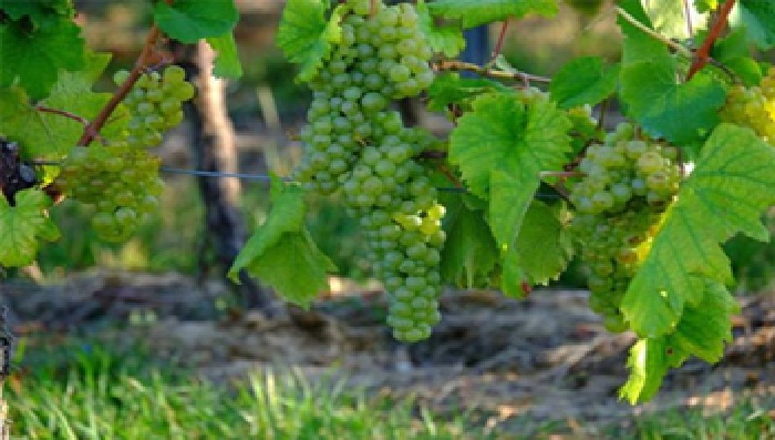 دراسة لجامعة بيرزيت: أوراق العنب قد تحمي من سرطان الرئة‪‬