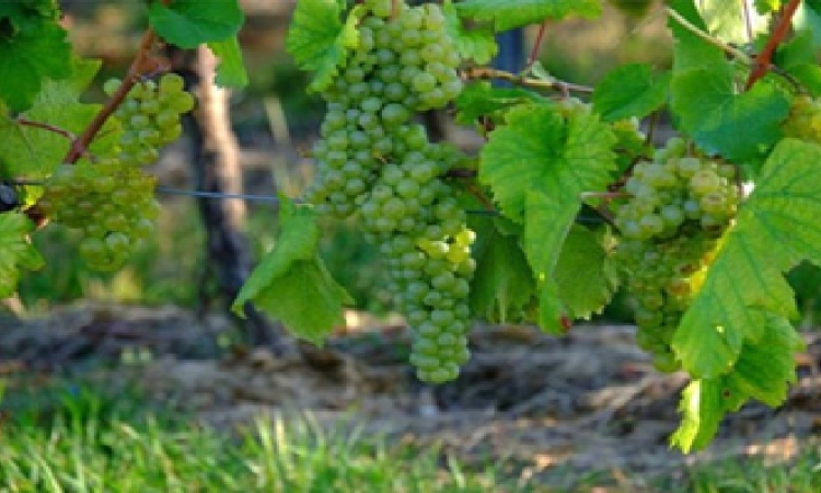 دراسة لجامعة بيرزيت: أوراق العنب قد تحمي من سرطان الرئة‪‬