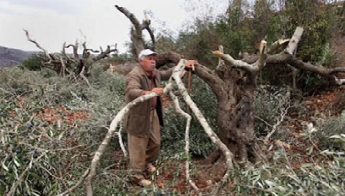 الاستيطان الاسرائيلي يقوض قطاع الزيتون في الضفة