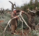 الاستيطان الاسرائيلي يقوض قطاع الزيتون في الضفة