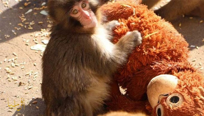 محظوظٌ هذا القرد! 