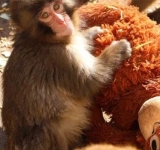 محظوظٌ هذا القرد! 