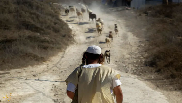 Cutting down trees, stealing sheep and preventing prayers.. Settlers wreak havoc in the West Bank