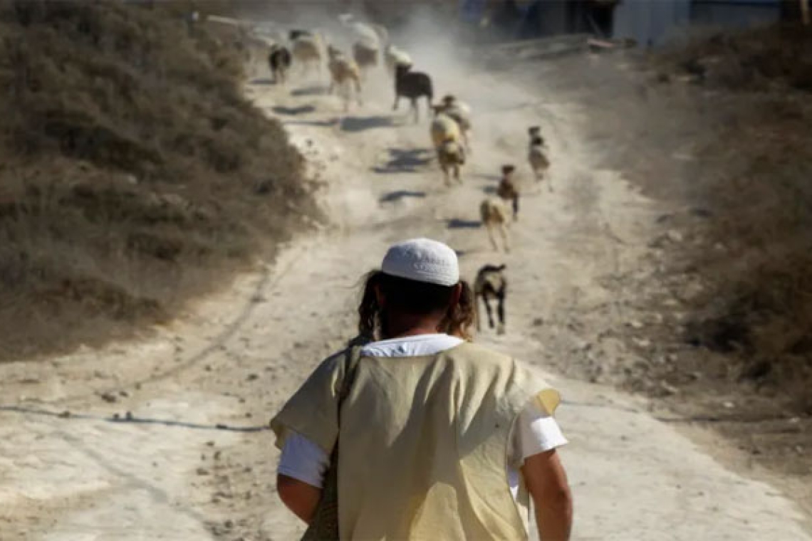 Cutting down trees, stealing sheep and preventing prayers.. Settlers wreak havoc in the West Bank