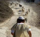 Cutting down trees, stealing sheep and preventing prayers.. Settlers wreak havoc in the West Bank