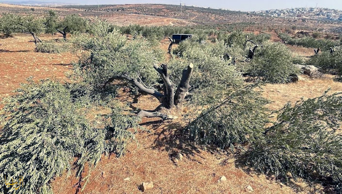 Execution of olives!!
