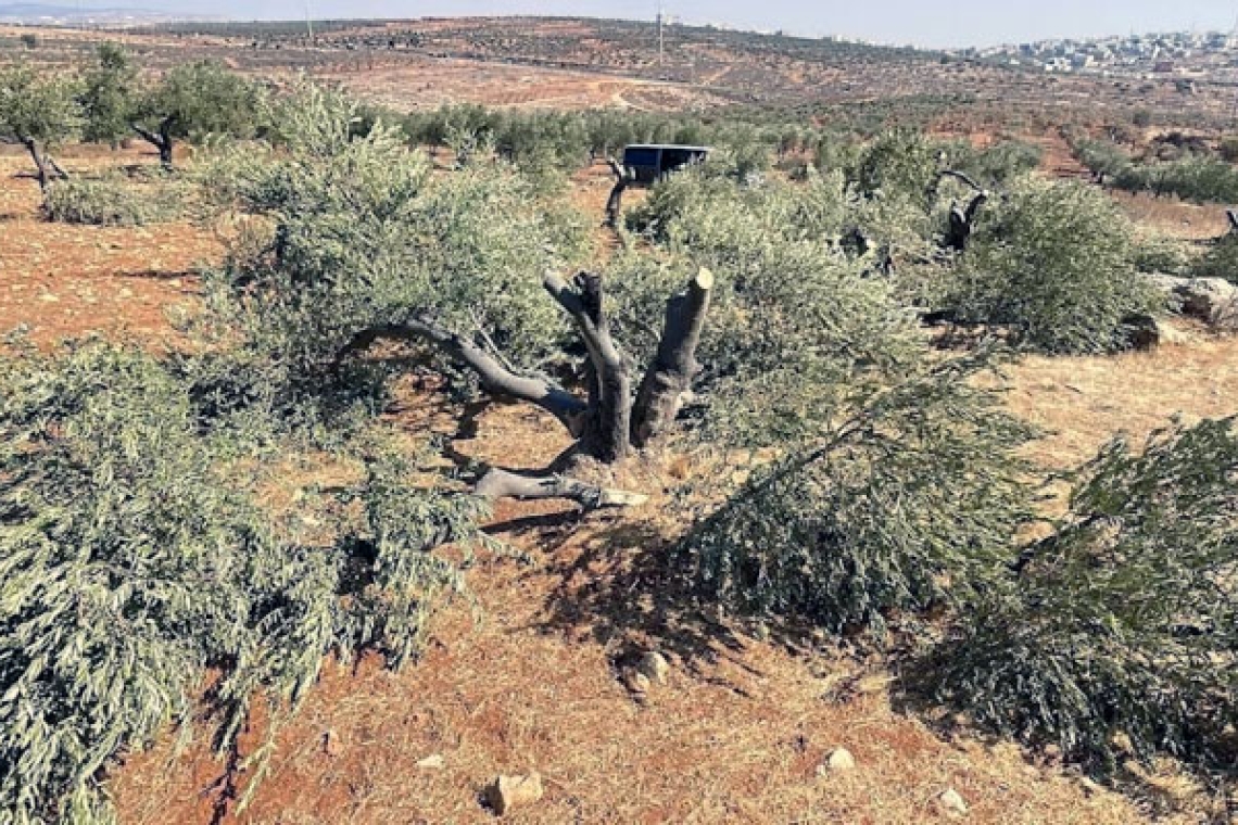 Execution of olives!!
