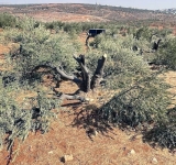 Execution of olives!!